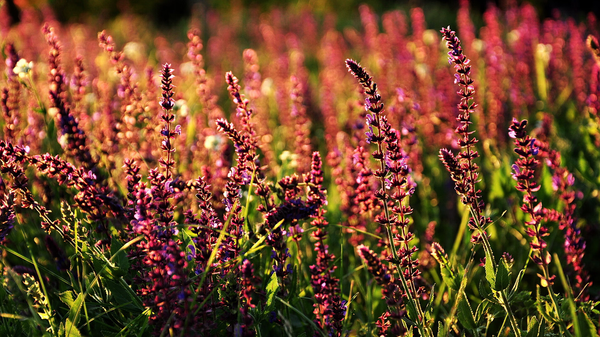 世界柔道大奖赛东京站，中国队斩获两金三银，世界柔道锦标赛