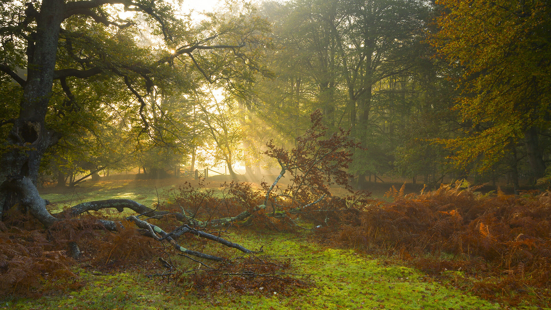 桑托斯冲击联赛前列,桑托斯阵型