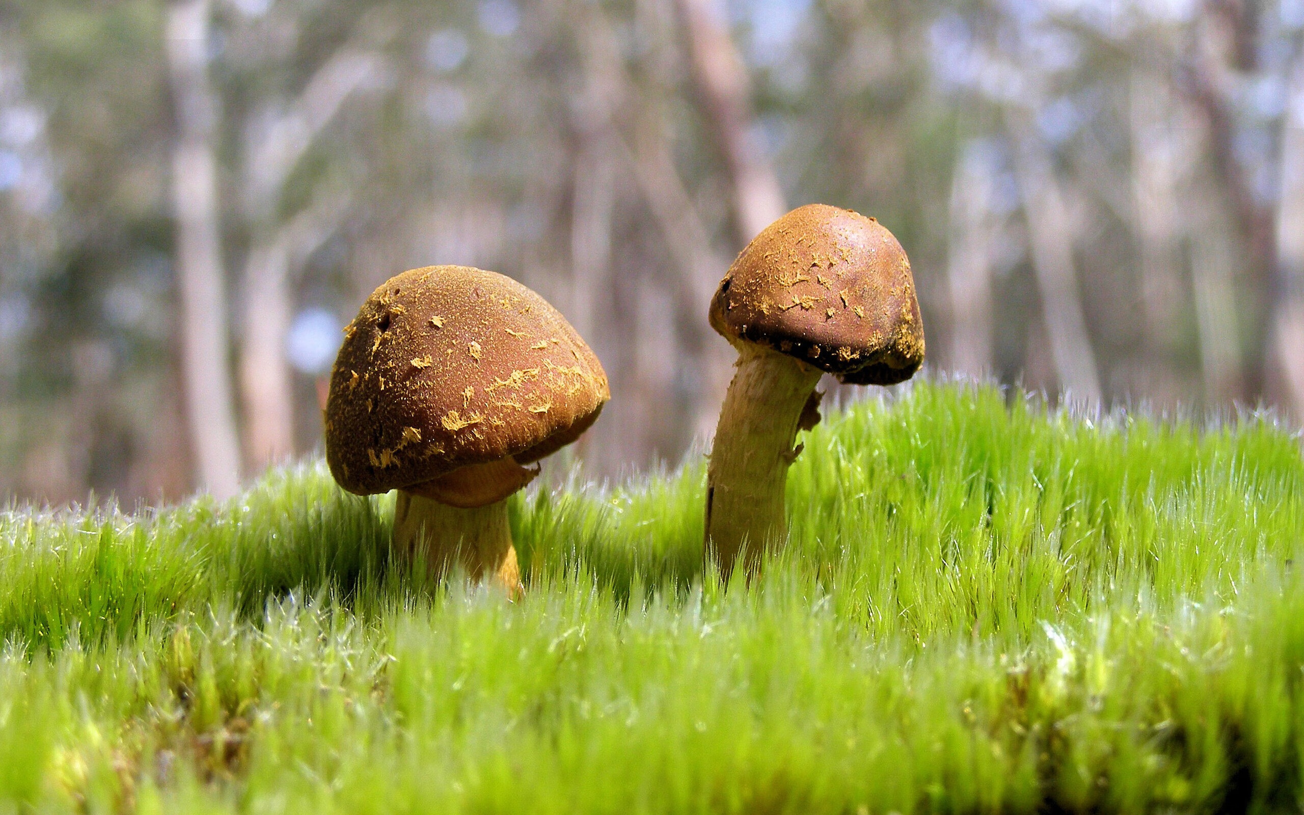 星空体育官网-女篮亚洲杯顺利夺冠展现团队合作与不懈拼搏精神，女篮亚洲杯名次